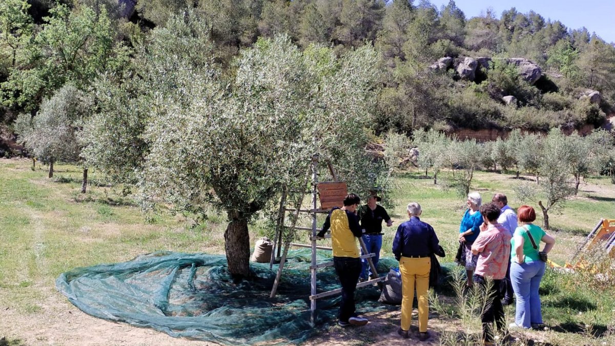 El Patronat de Turisme de la Diputació de Lleida impulsa la creació de noves experiències vinculades a l'oli i al vi