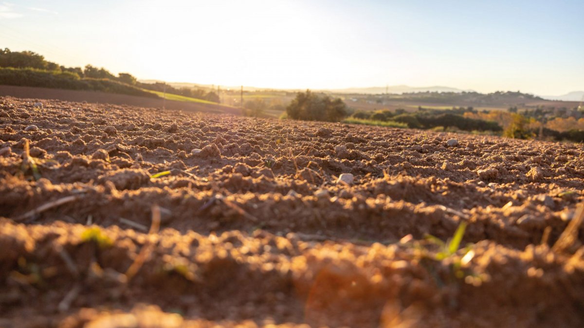 Aposta per afavorir l’activitat agrícola, ramadera i forestal amb la redacció d’un pla estratègic del sector