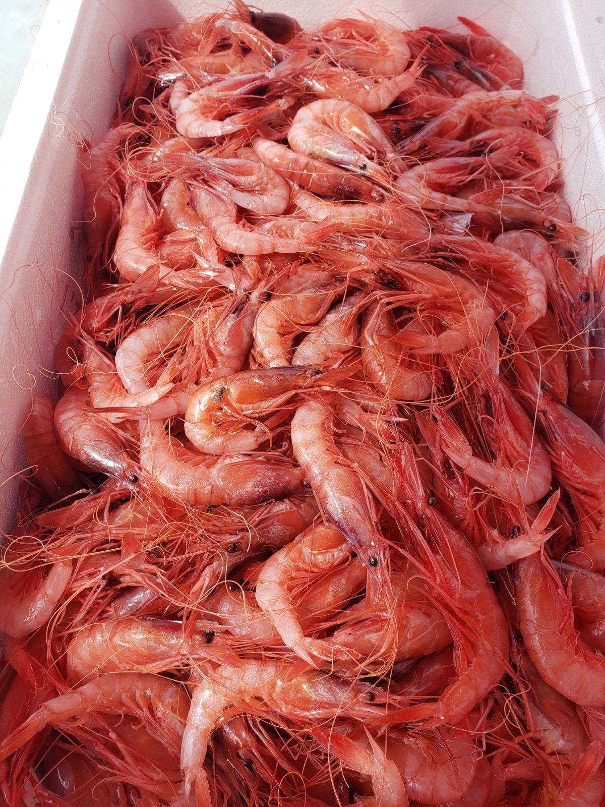 En marxa la 31a edició del Menú de la Gamba a Calonge i Sant Antoni