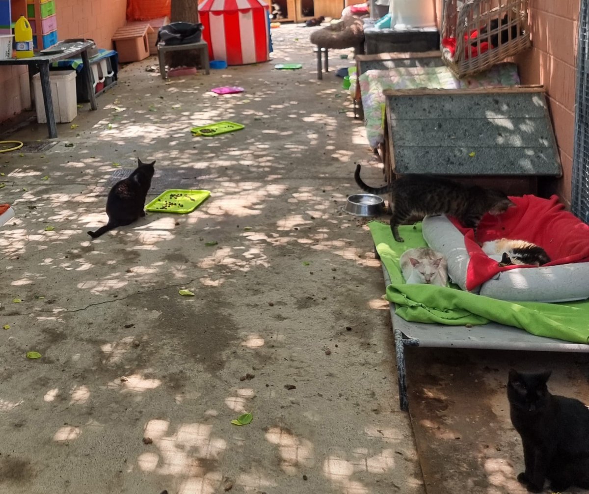 Rescat d'una desena d'animals en un terreny de Corró d'Avall a les Franqueses del Vallés