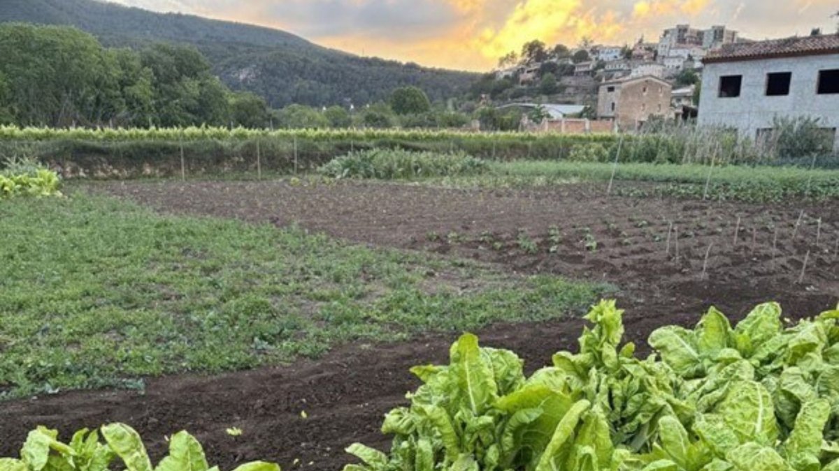 Comença la segona fase del projecte de recuperació de varietats agrícoles tradicionals de l’Alt Penedès