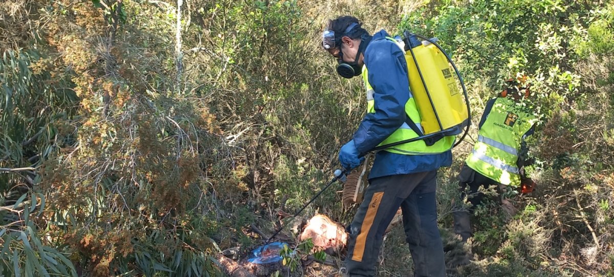 El Consorci de les Gavarres restitueix 11 hectàrees d'eucaliptus per recuperar la sureda autòctona