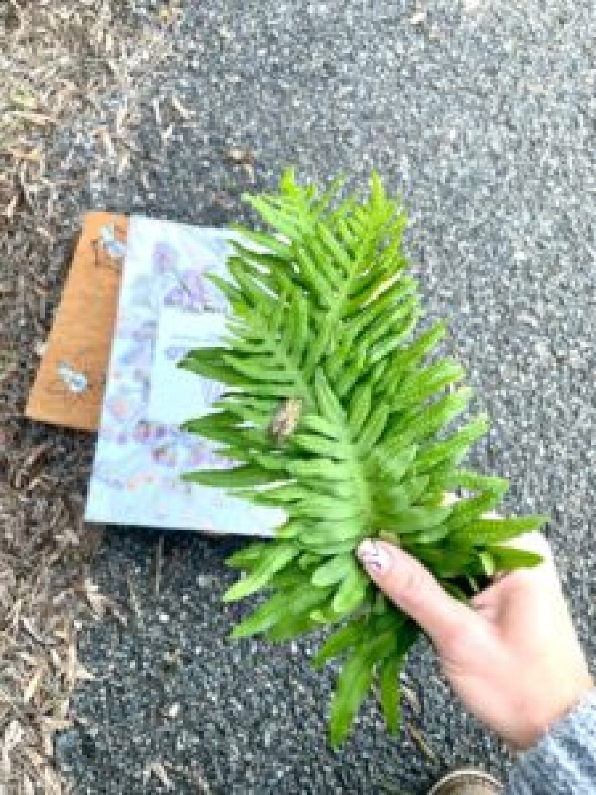 Taller d’estampació botànica amb plantes silvestres a Espai de Natura – Finca del Canyadell, Altafulla