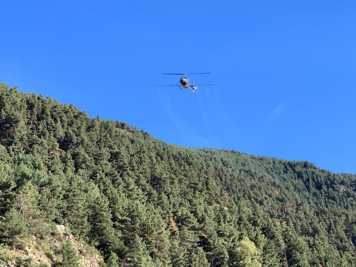 Encamp iniciarà la campanya de tractament aeri pel control de la processionària del pi el 22 i 23 de setembre