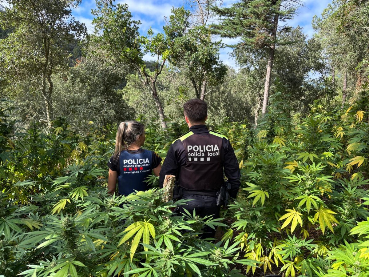  Localitzada una plantació exterior de marihuana amb 800 plantes a Vidreres