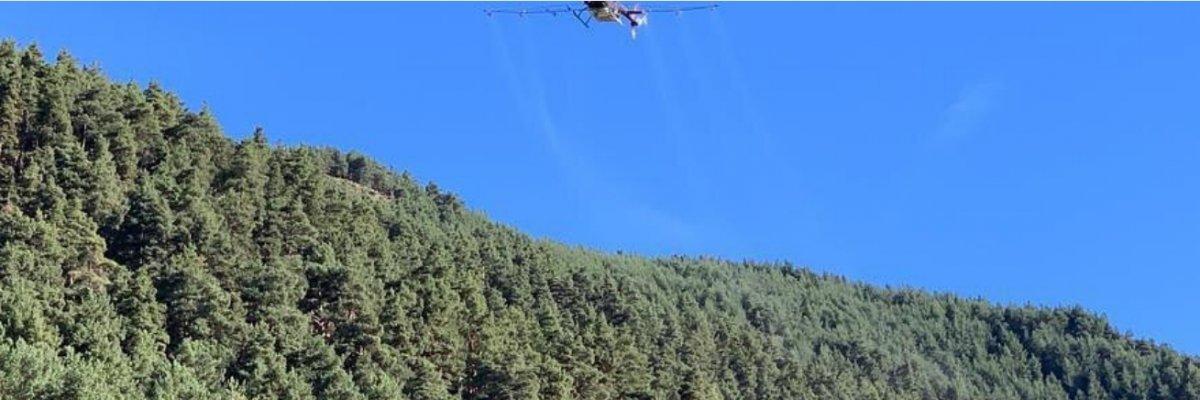Nova campanya de tractament aeri de control de la processionària del pi
