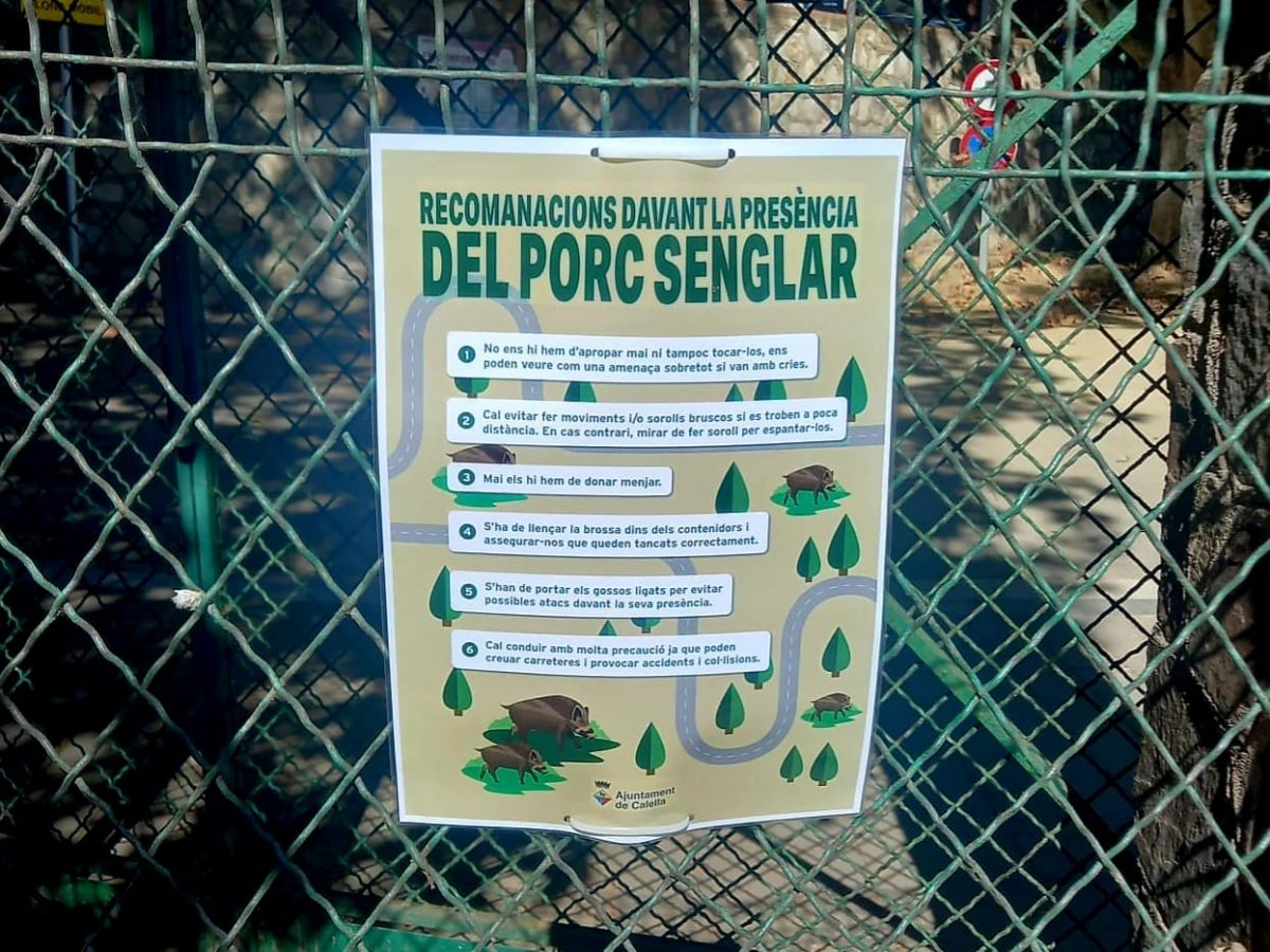 L'Ajuntament  de Calella impulsa mesures per controlar la presència de senglars dins el municipi
