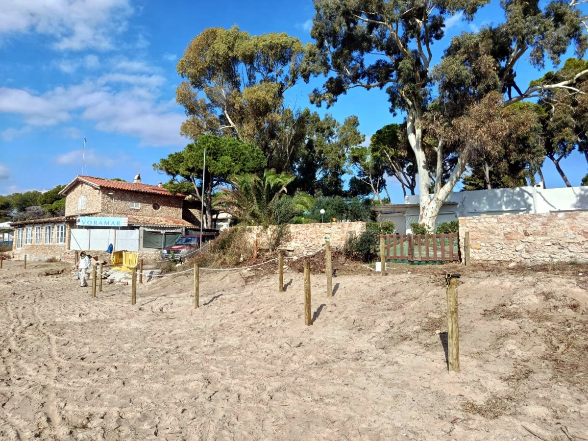 Nova acció per recuperar les dunes del Fortí dins la 17a edició de Viu la platja -Altafulla