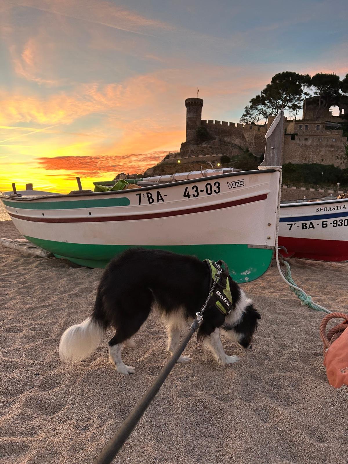 Els animals de companyia poden accedir a les platges de Tossa de Mar a partir de l’1 de novembre