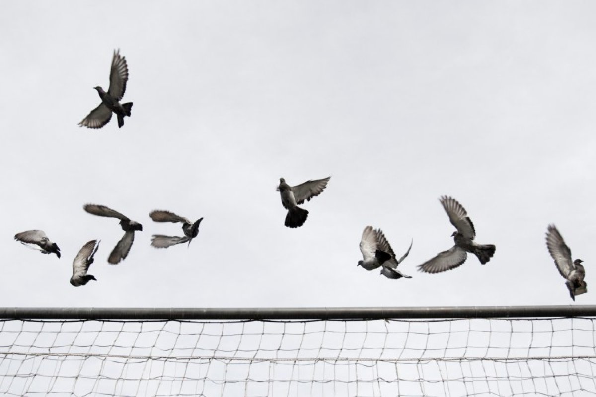 Adjudicats sis nous dispensadors de pinso esterilitzador pel control dels coloms a Andorra la Vella i Escaldes-Engordany