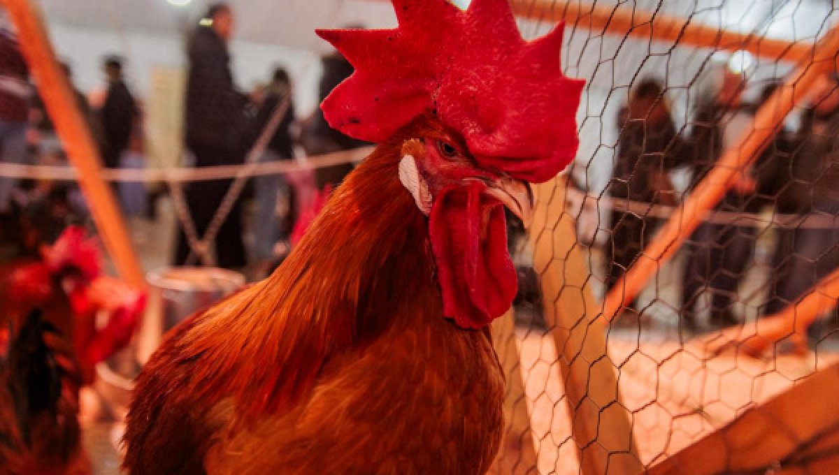 Més de 80.000 persones visiten la 52a Fira Avícola de la Raça Prat