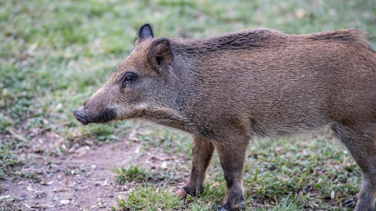 L’Ajuntament de Sant Climent reconeix la tasca de la Societat de Caçadors