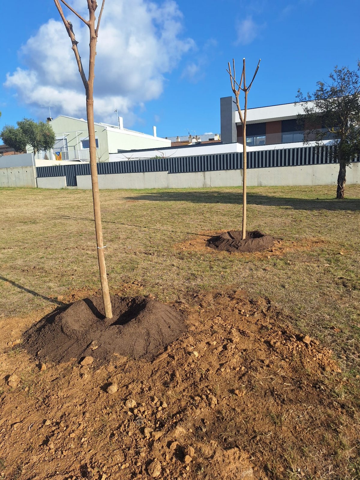 Llagostera impulsa un pla de renovació de l'arbrat amb la plantació de 57 arbres