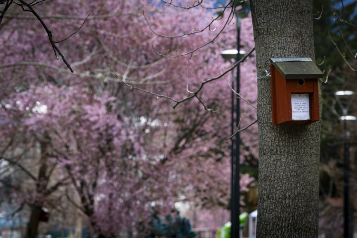 Els ocells es fan seus els nius del Parc Central i el Cedre a Andorra la Vella