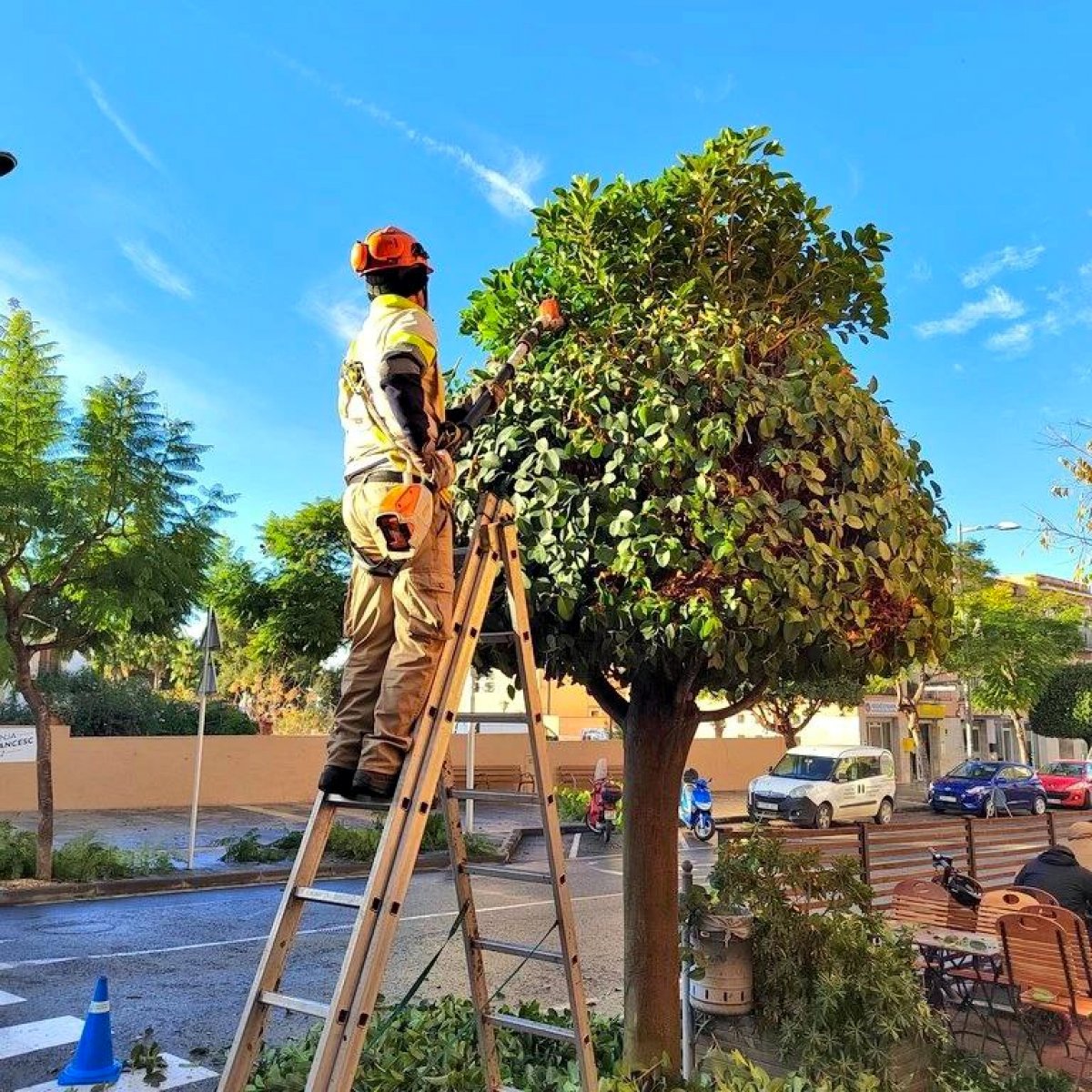 L'Ajuntament d'Altafulla licita el servei de poda de l'arbrat municipal per un valor estimat de més de 188.000 euros