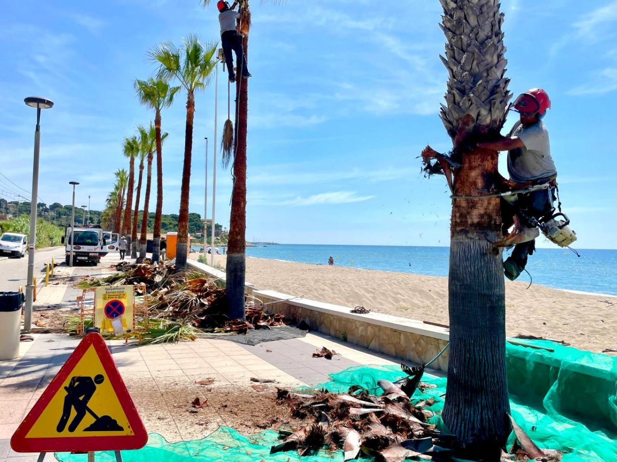 L’Ajuntament de Roda de Berà crea un nou Sistema Dinàmic d’Adquisició per al manteniment de zones verdes, arbrat i tractaments fitosanitaris