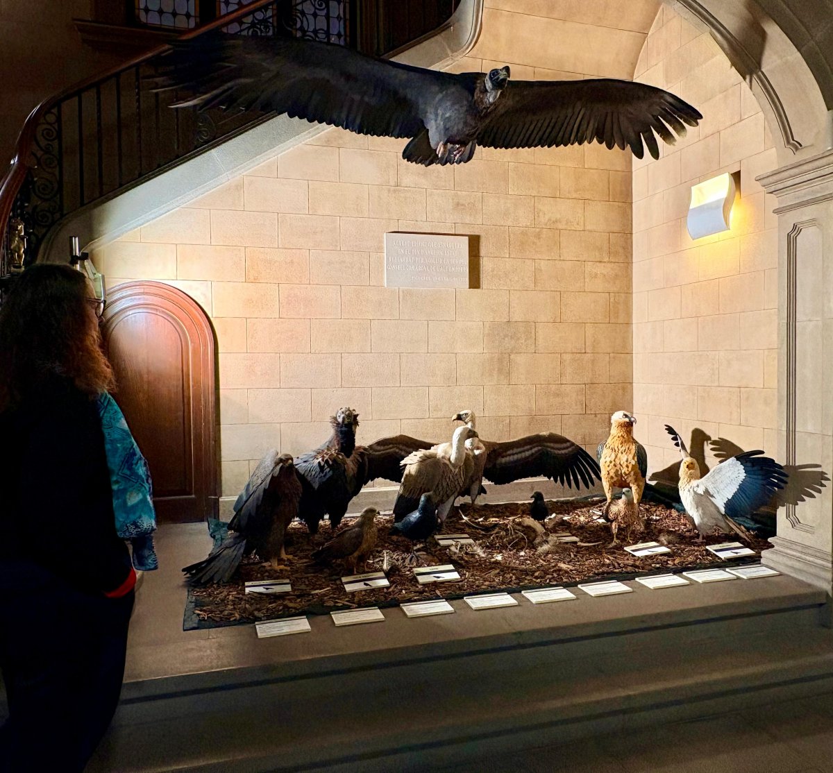L’exposició “Els Voltors de la Vall de la Muga” arriba a Figueres amb reproduccions d’aus a mida real