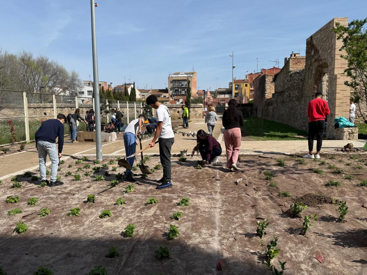 Figueres dignifica els jardins de Caputxins amb 700 plantes remeieres de la mà d’escolars i amb neteja de pintades