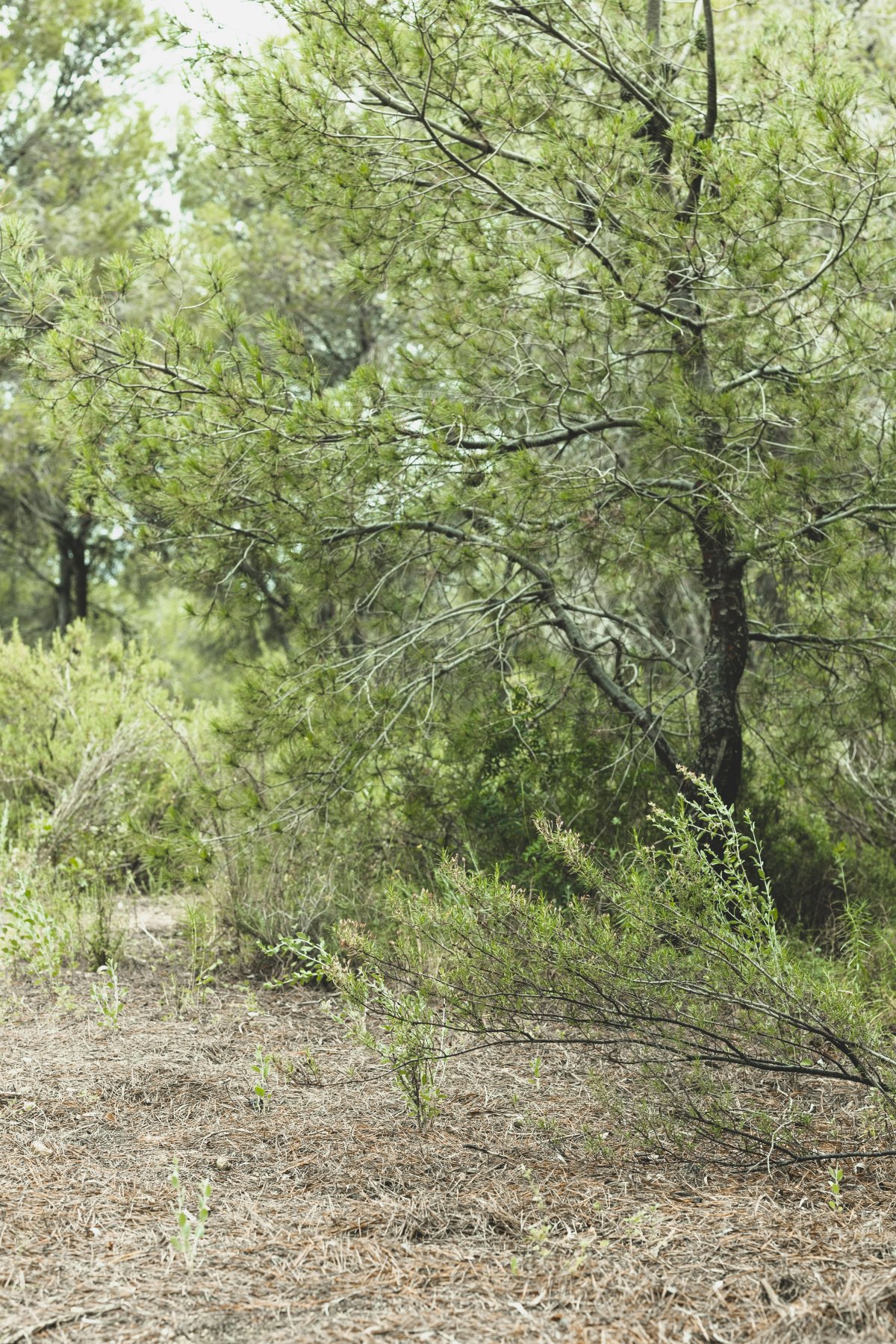 L’Ajuntament de la Roca del Vallès iniciarà el manteniment de les franges forestals de protecció