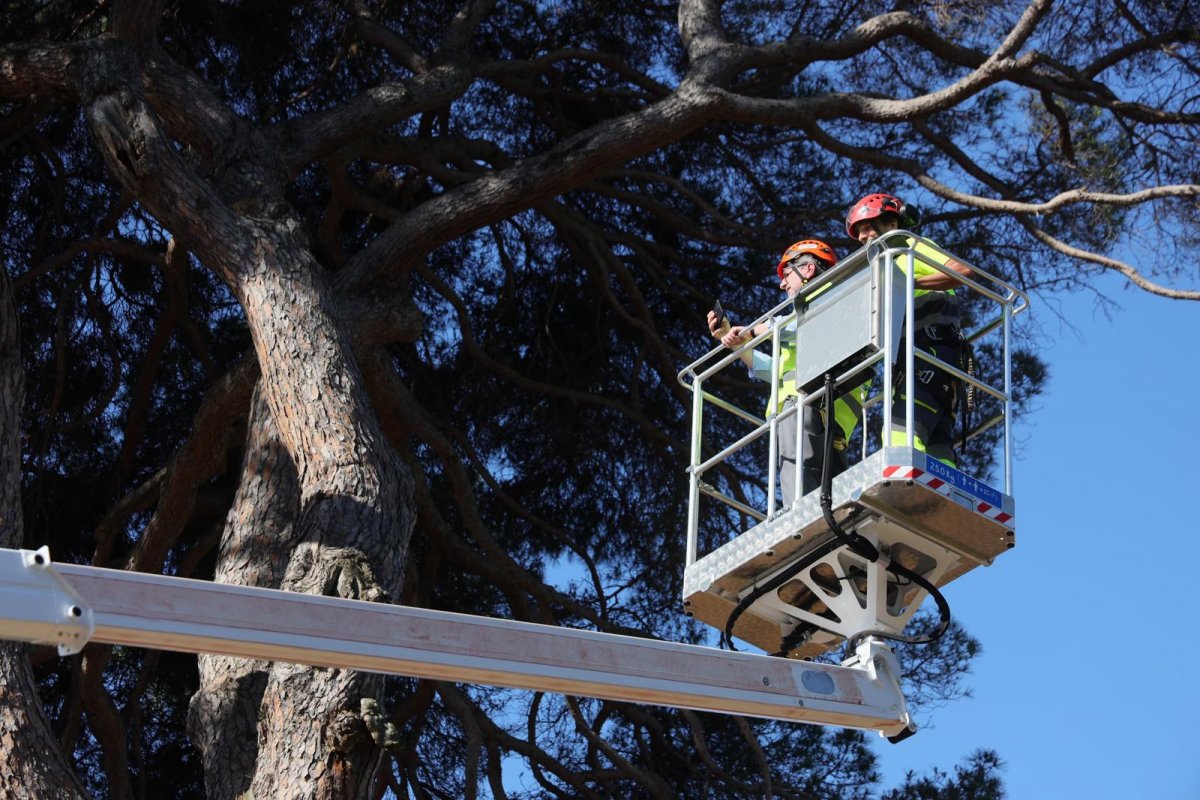 La Generalitat declara el Pi d’en Xandri Arbre Monumental de Catalunya, amb motiu del seu 250è aniversari